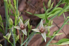 Stemona tuberosa